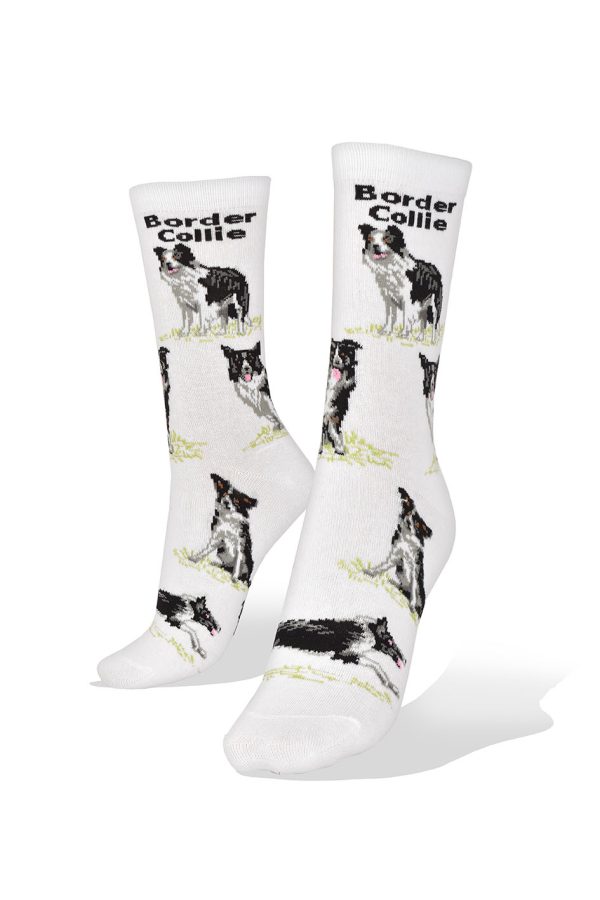 Medias Border Collie en Fondo Blanco